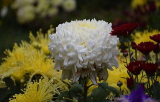 初中古詩(shī)描寫(xiě)夏的詩(shī)句,初中課本中描寫(xiě)夏天的古詩(shī),初中描寫(xiě)夏天的古詩(shī)