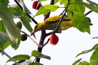 小學(xué)關(guān)于黃鸝的詩(shī)句