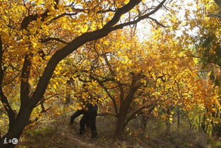關(guān)于秋景的詩(shī)句是什么