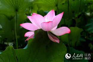 關(guān)于寫荷花的詩句古詩6