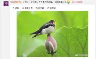 燕子相關(guān)的詩句是什么,梅花與燕子的詩句是什么,描繪燕子的詩句是什么