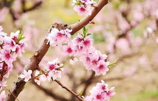 贊美桃花的詩句古詩