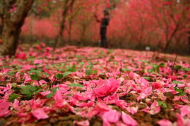 關(guān)于綠葉和花的詩句