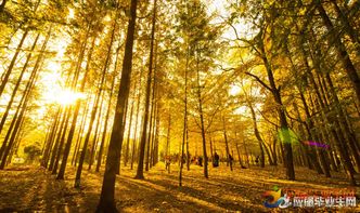 與秋天有關(guān)的古詩句10句