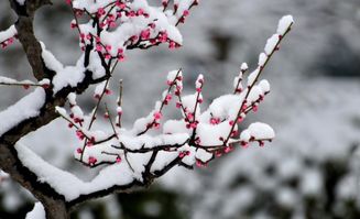 形容數(shù)九寒天的古詩(shī)句