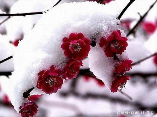 古詩(shī),詩(shī)句,梅花,帶有