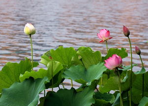 描寫白色荷花的詩(shī)句古詩(shī)詞,小學(xué)描寫春雨的詩(shī)句古詩(shī)詞,小學(xué)描寫冬天的詩(shī)句古詩(shī)詞