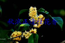 描寫(xiě)桂花香的詩(shī)句大全,贊美桂花香的詩(shī)句大全,描寫(xiě)桂花香的優(yōu)美詩(shī)句大全