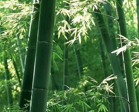 氣節(jié),歌頌,詩句