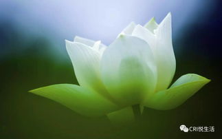 心事誰人知的古詩句