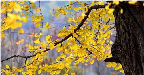 關(guān)于嘉陵江的古詩句