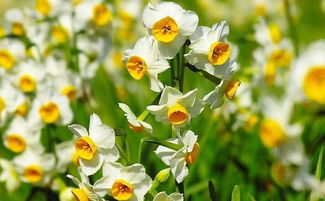 古詩里含花的詩句