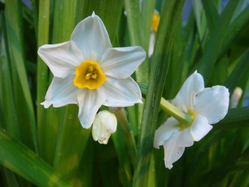 描寫水仙的古詩句