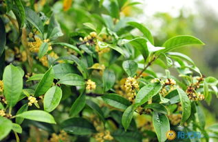 描寫桂花的詩句古詩,贊美秋天桂花的詩句,描寫桂花香氣的詩句古詩