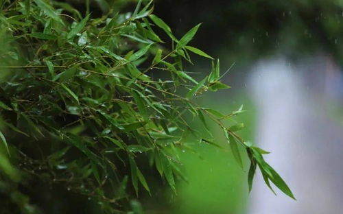 詩句,聽雨,入睡