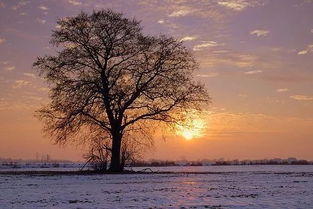 有情緣的古詩句