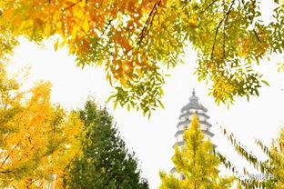 秋天的山的詩句古詩大全