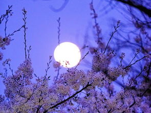 關(guān)于月亮升落的詩句