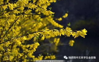 詩句,復(fù)蘇,萬物,春風(fēng)