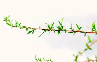 運用春天景色的詩句古詩詞