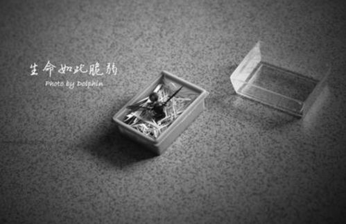 最頑強(qiáng)的生命的古詩(shī)句