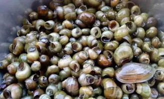 關(guān)于春天捉田螺的詩句