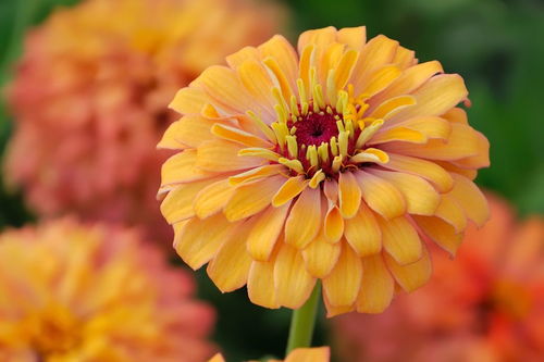 關(guān)于秋天菊花的詩(shī)句古詩(shī)大全,描寫秋天菊花的詩(shī)句古詩(shī)大全,菊花的詩(shī)句古詩(shī)大全