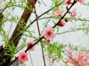 詩(shī)句,描寫(xiě),春天