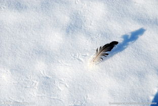 關(guān)于羽毛像雪的詩(shī)句