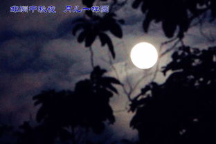 關(guān)于忠情的詩(shī)句是什么