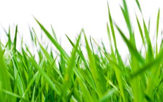 關(guān)于小關(guān)于小草的詩句