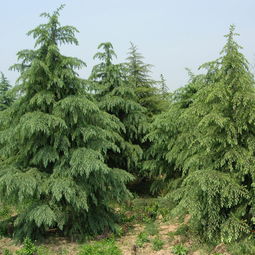 關(guān)于贊頌雪松的詩(shī)句