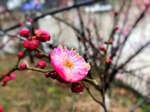 江南一枝梅古詩,獨(dú)寒一枝梅古詩,墻角一枝梅是什么古詩