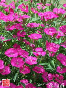 關(guān)于花木有關(guān)于的詩(shī)句