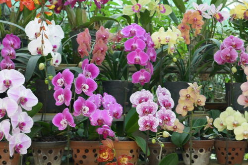 關于沙漠的四字詞和詩句