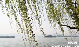 有關于柳的古詩句