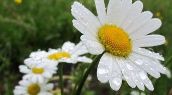 飛花,詩句,令帶菊