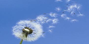 關(guān)于感情隨緣的詩(shī)句