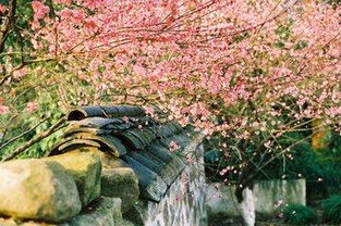 寫春景的詩句古詩大全