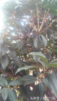 關(guān)于桂花的詩句帶作者