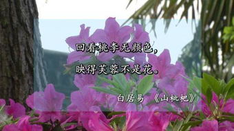 繁花,詩句,飄落