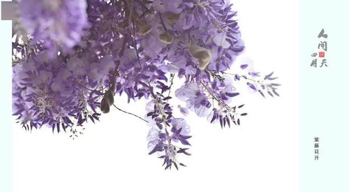 關(guān)于四月環(huán)境的詩句