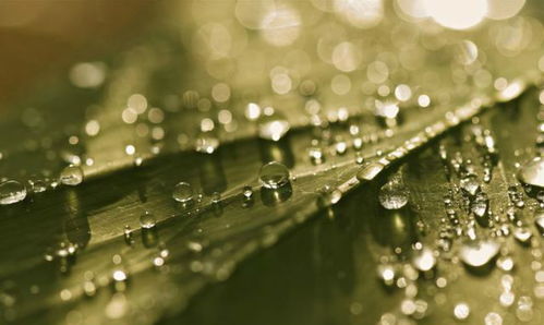 關(guān)于葉子雨珠的詩句