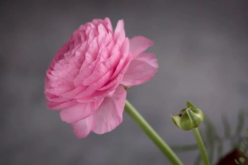 關于花的詩句洋牡丹