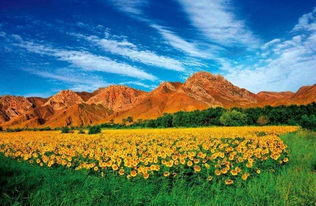 關于寧夏賀蘭山詩句