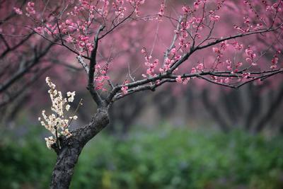 努力做事成功了的古詩句