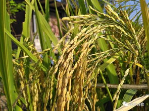 關(guān)于谷子成熟的詩(shī)句