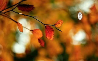 關于中秋秋分的詩句