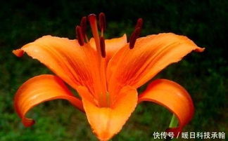 關(guān)于野百合詩(shī)句