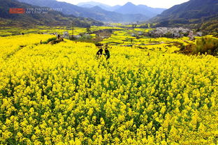 描繪婺源油菜花的古詩句